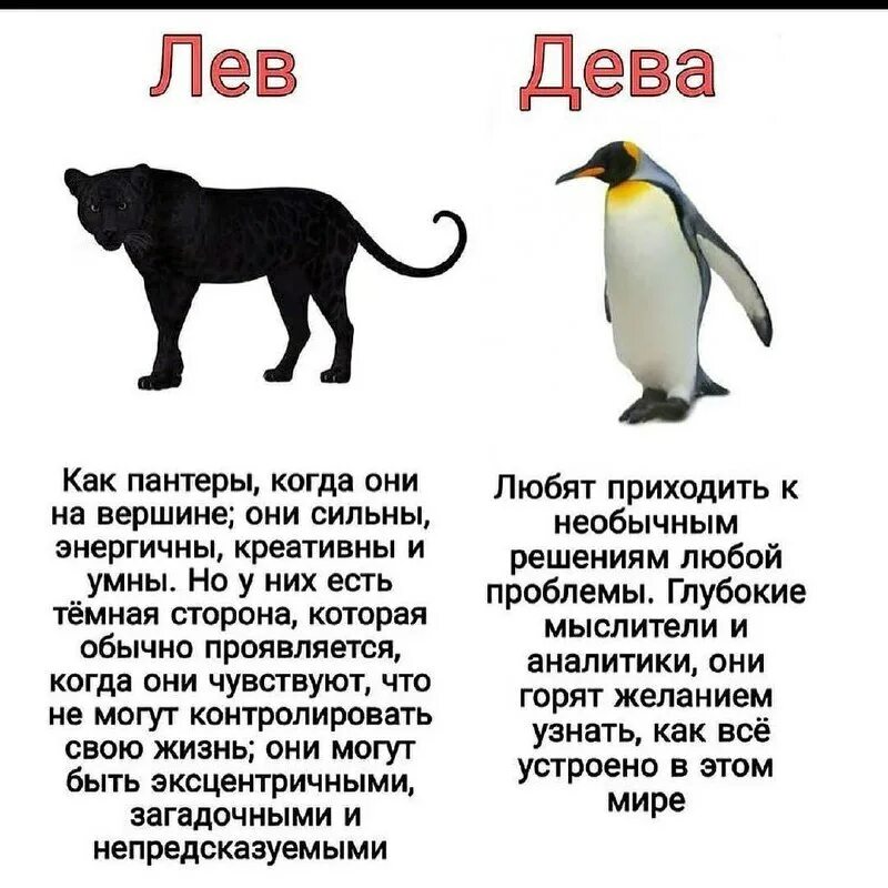 Животные знака дева. Дева какое животное. символ животного дева. дева какое животное по гороскопу. пингвин тотемное животное.