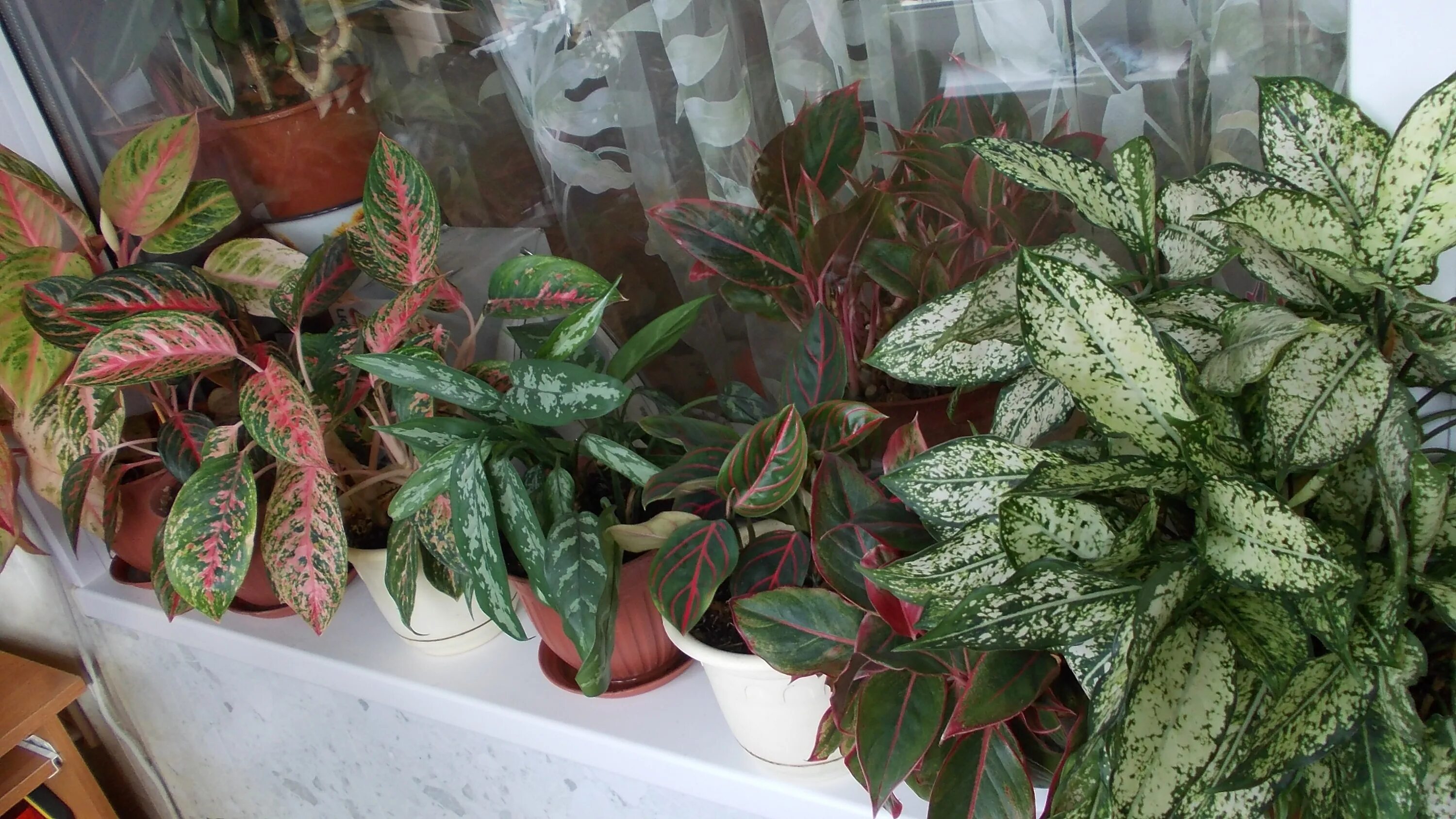 Аглаонема маранта. Аглаонема крит аихризон. Аглаонема форум. Аглаонема тигрис. Аглаонема форум.