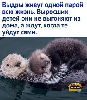 Выдра 2023