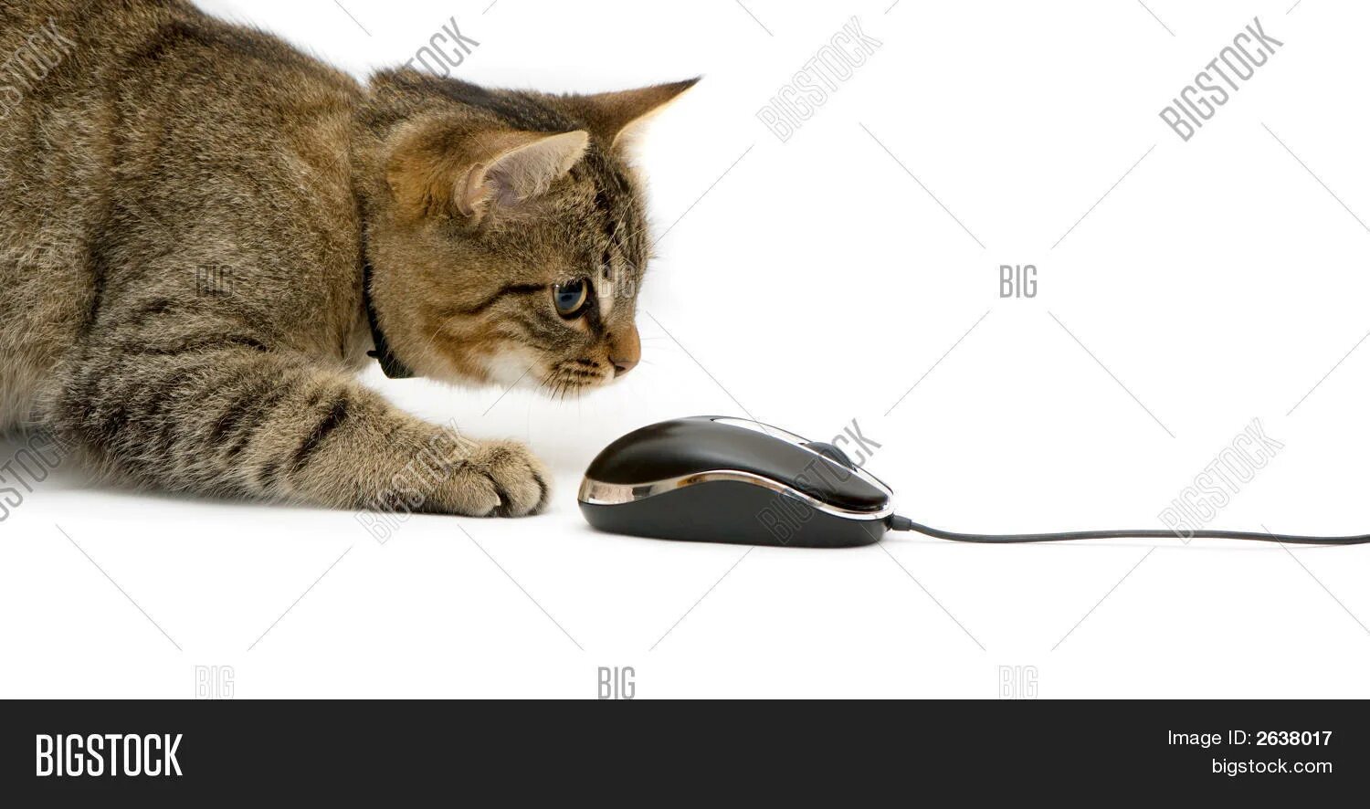 Бегающая мышь для кошек. Котик с комп мышкой. Мышка компьютерная с рисунком кошки. Котенок играет с мышкой. Мышки для котят на экране телефона.