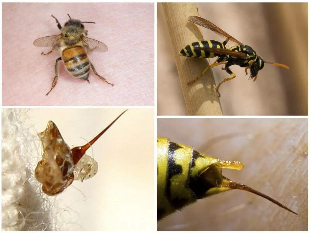 Умирают ли пчелы. Шмель пчела Оса Шершень. Жало пчелы осы шмеля и шершня. Шмель пчела Оса Шершень укусы.