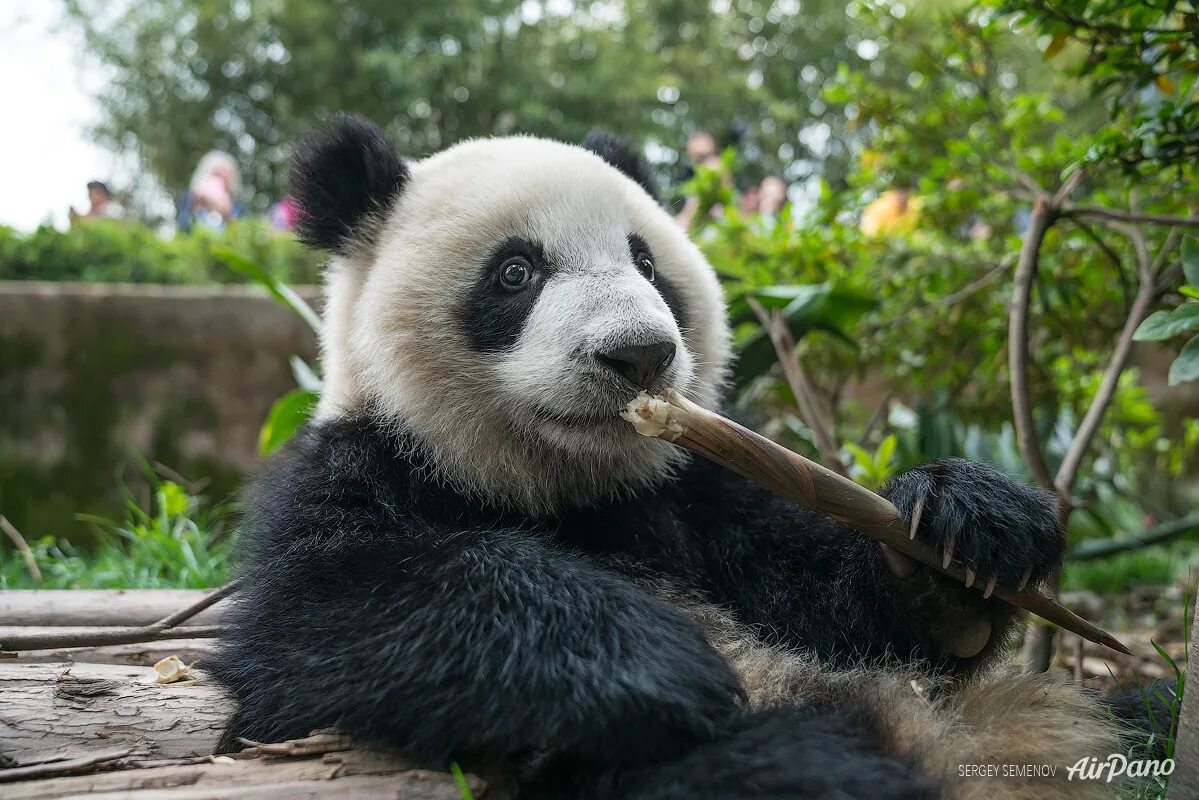 Включи новую панду. Бамбу Панда. Панда на бамбуке. Заповедник панд. Заповедник панд в Чэнду.