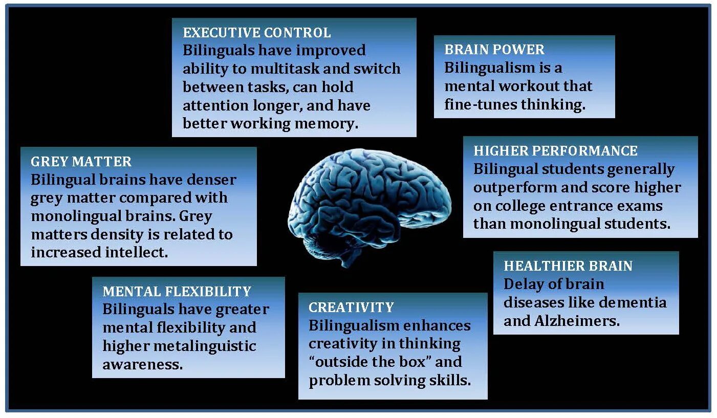 Brain languages. The Bilingual Brain. Билингвизм мозг. Двуязычный мозг. Benefits of a Bilingual Brain.