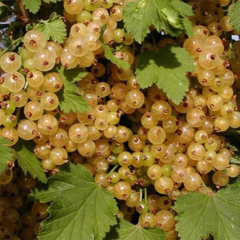 Смородина белая. Смородина белая белая фея. Ribes rubrum/смородина белая. Белая смородина лучшие. Смородина белая смольянин.