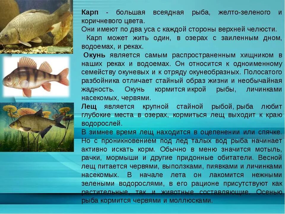 Сообщение про класс рыб. Доклад про рыб. Рыба текст. Доклад про карпа. Карп презентация.