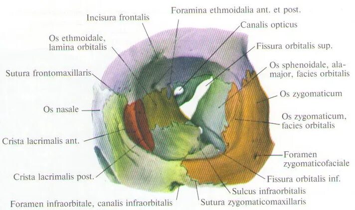 Левой глазницы. Строение глазницы анатомия. Медиальная стенка орбиты анатомия. Стенки глазницы анатомия латынь. Строение глазницы черепа.