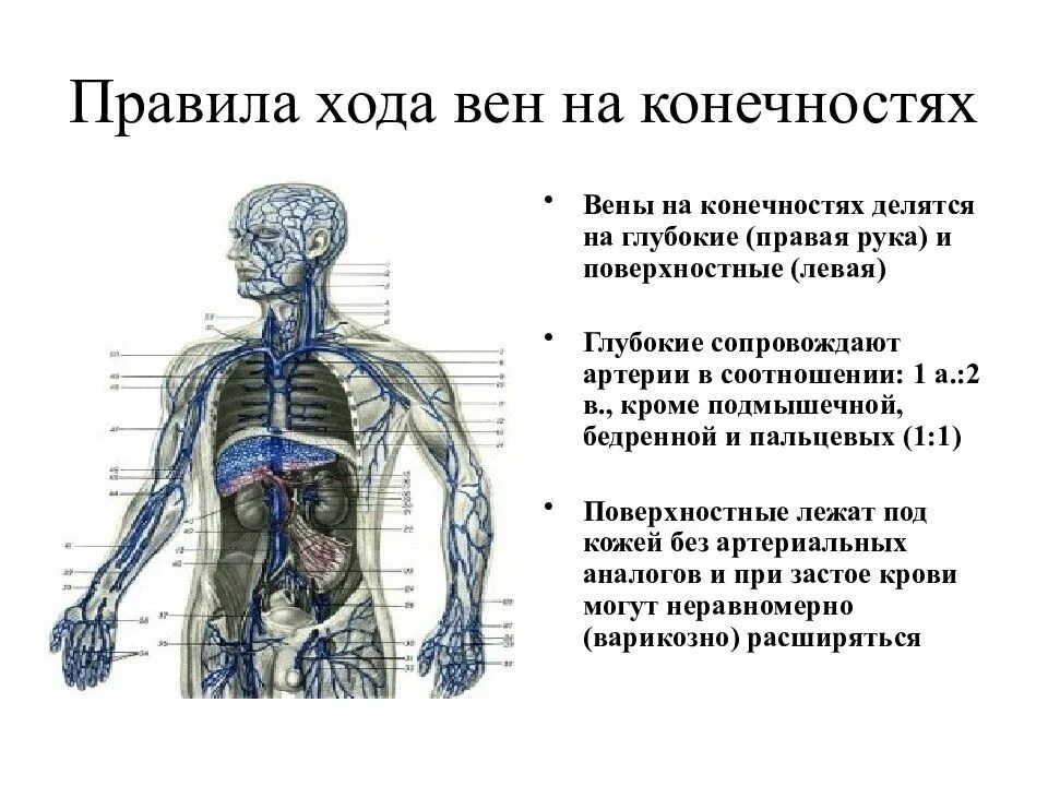 Отделы венозной системы. Отделы венозной системы