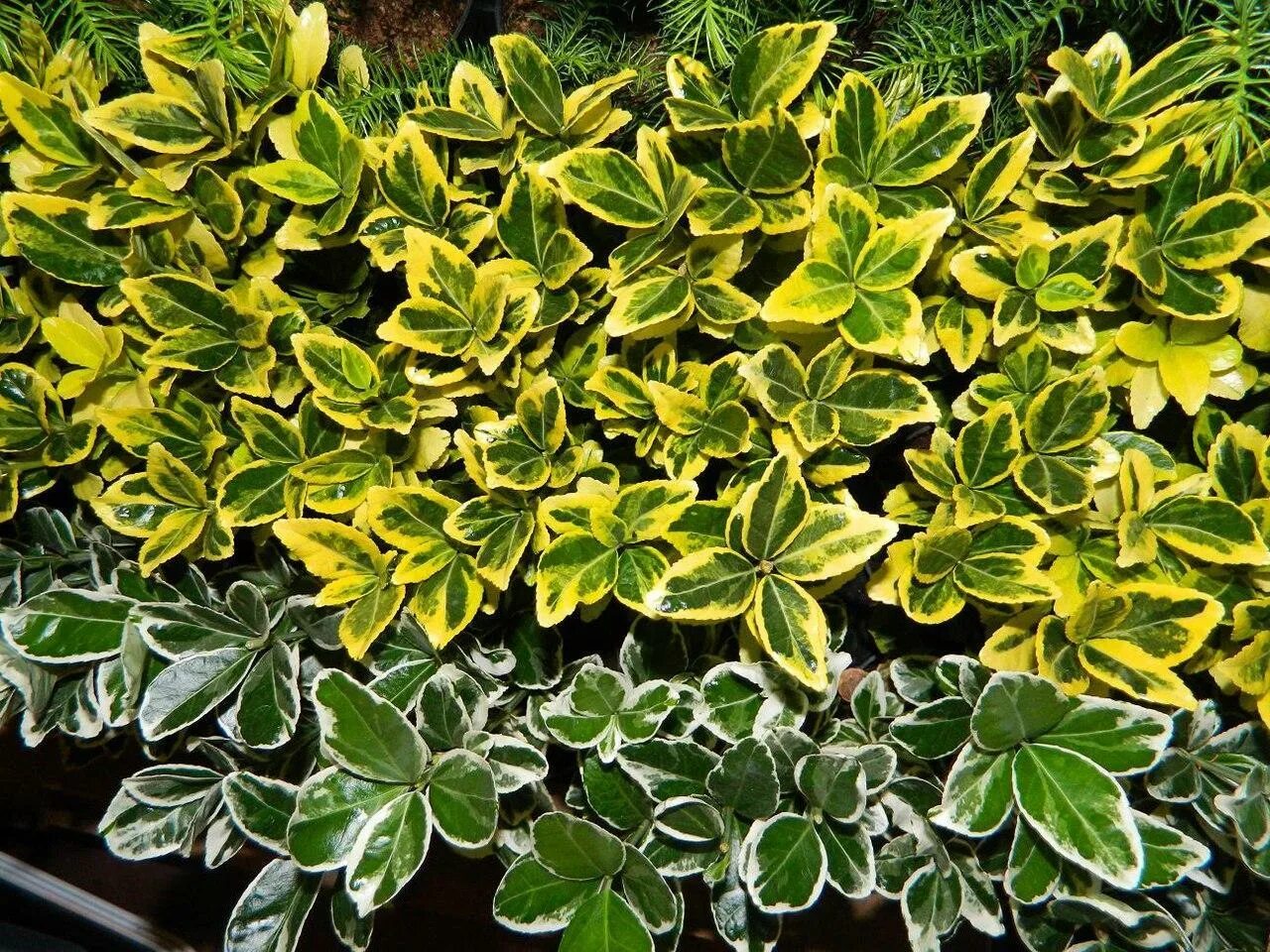 Types Of Euonymus - Choosing Different Euonymus Plants For Your Garden Evergreen