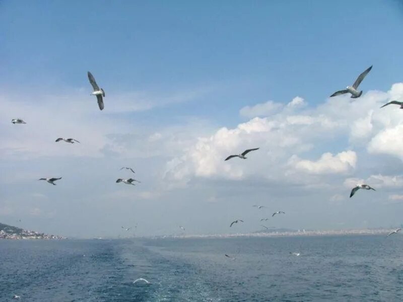 Тучи в голубом песня напоминают море. Тучи в голубом напоминают море. Ах эти тучи в голубом напоминают море. Тучи в голубом. Картинка Ах эти тучи в голубом.