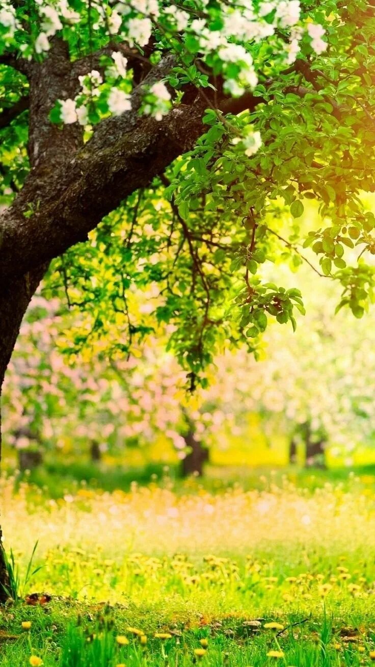 Phone tree