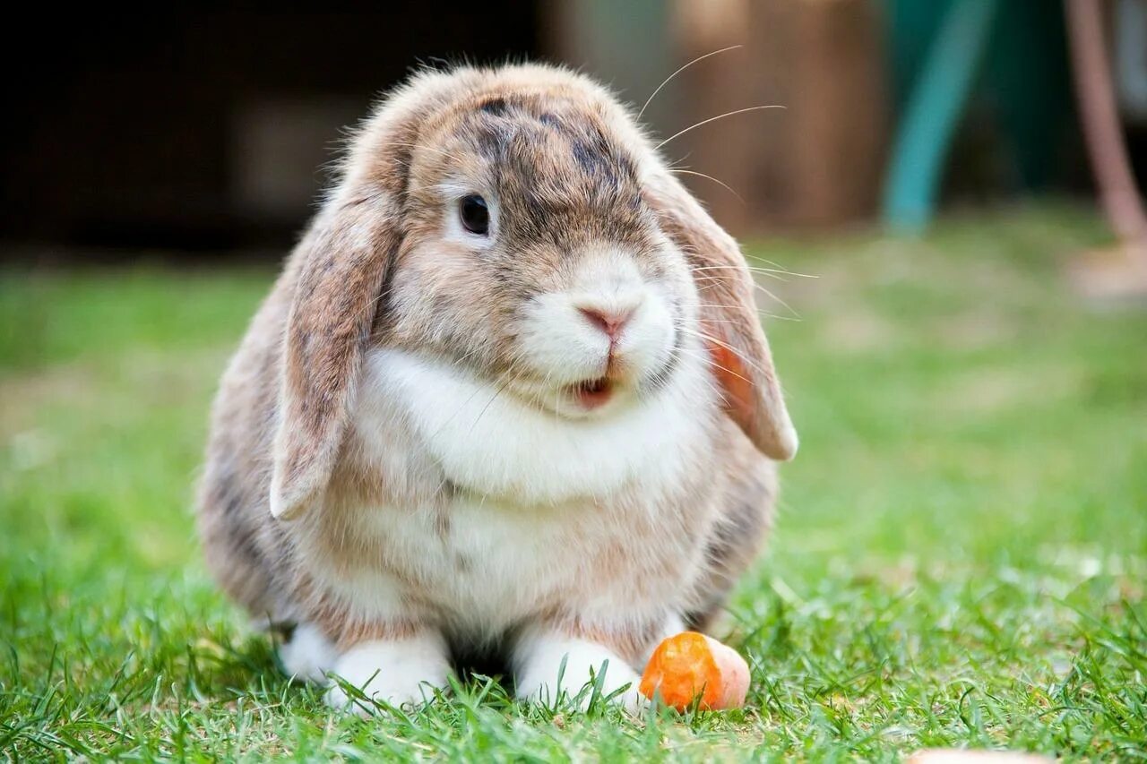 Animals rabbit