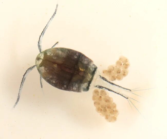 циклоп насекомое