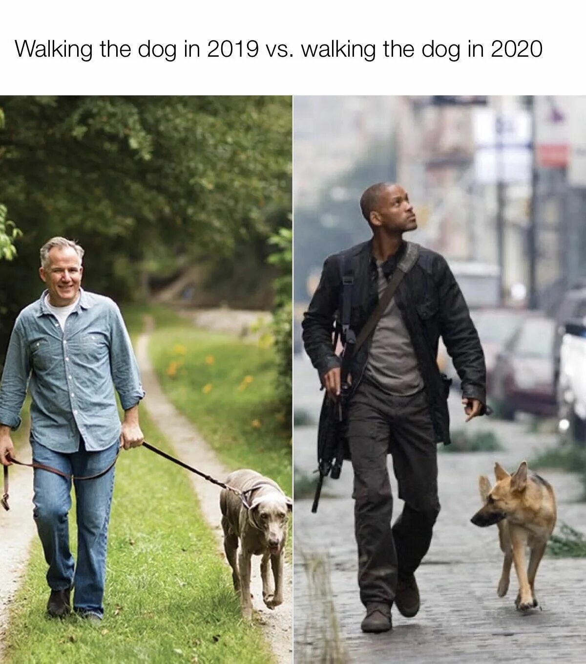 Прогулка с собакой. Прогулка с собакой прикол. Георгий вицин и животные. Собака для детей. С собакой на прогулке шутки.