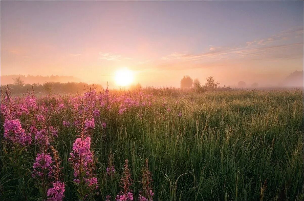 Утро картинки красивые. Рассвет в поле. Утро лето. Летний рассвет. Раннее летнее утро.
