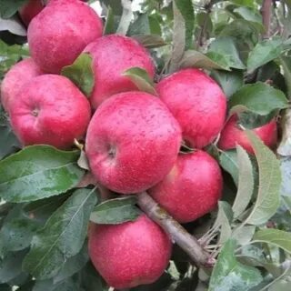 Сорт яблони кубанская багряная