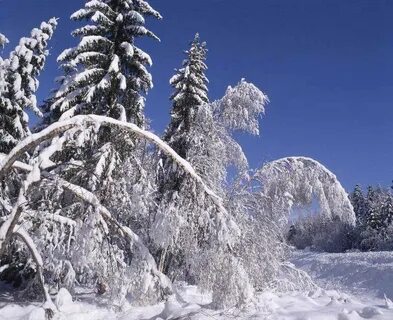 Чародейку под зимою