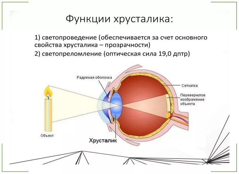 Основные функции зрения. Хрусталики глаза строение глаза. Строение хрусталика глаза. Хрусталик строение и функции. Хрусталик глаза строение и функции.