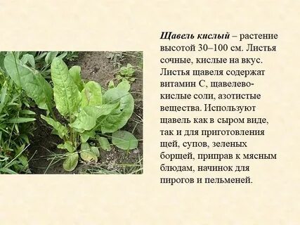Систематика щавеля