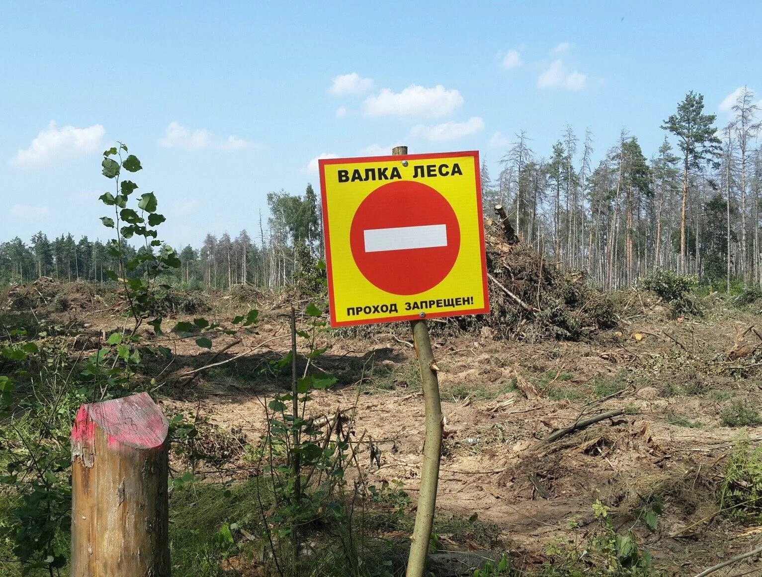 При валке деревьев запрещается. Валка леса табличка. вырубка деревьев запрещена. проход запрещен валка леса.