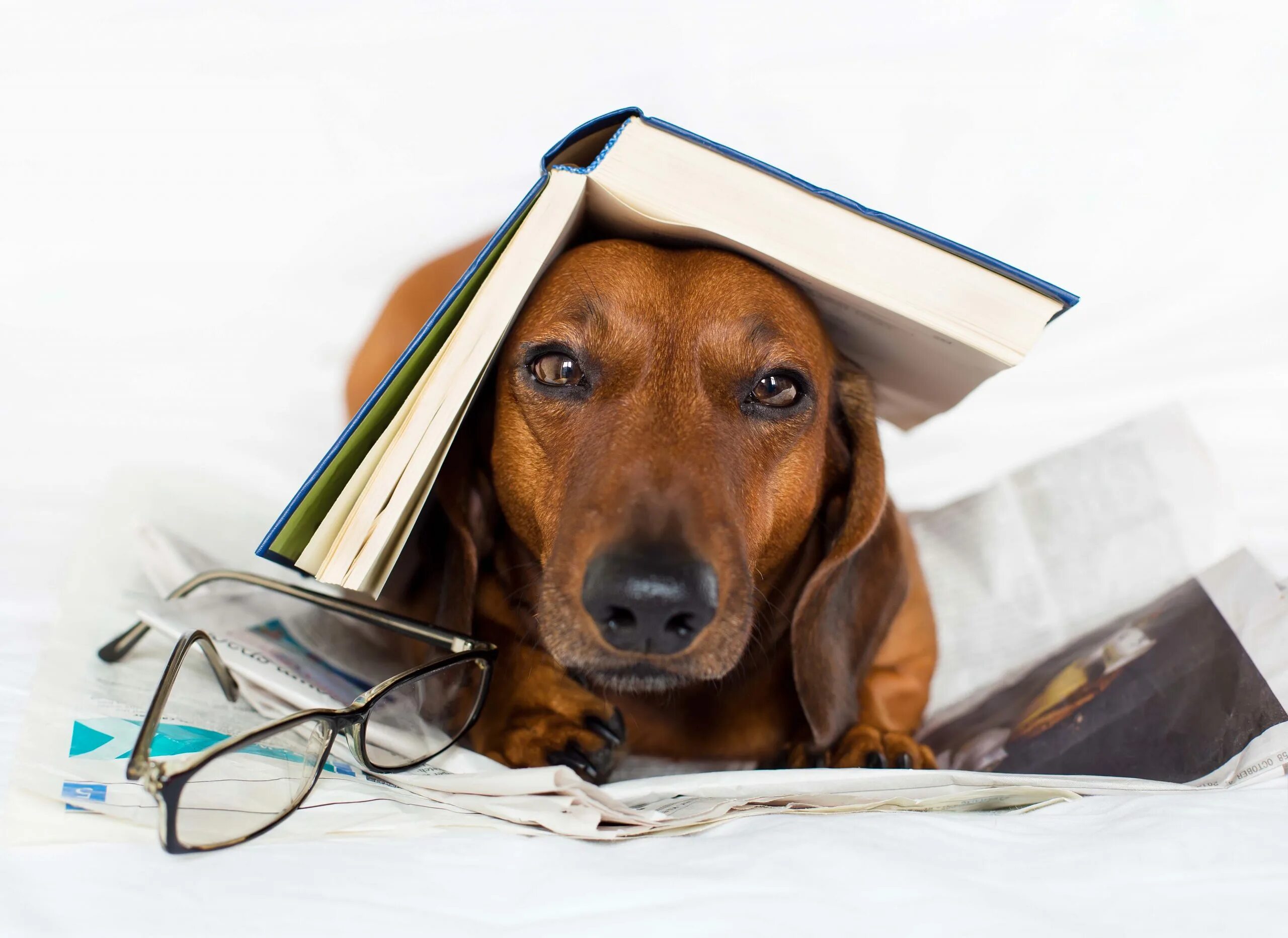 Учительница собака. Собака с книжкой. Книги про собак. Собака ученый. Умная собака.