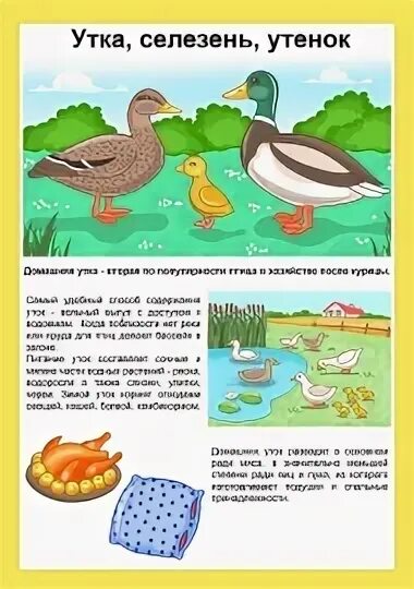 Детям про утку