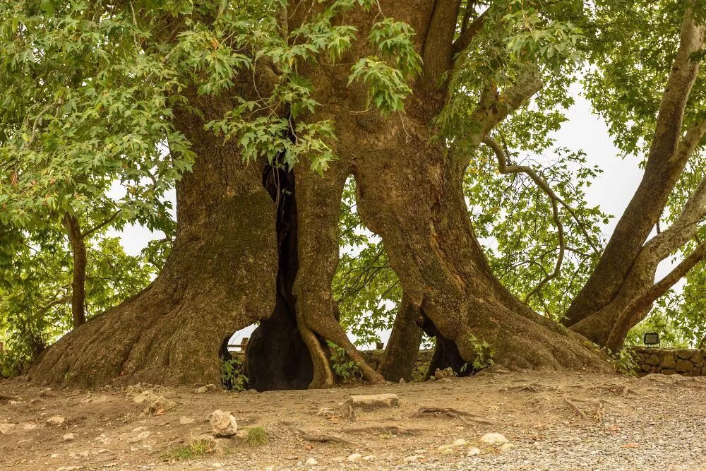 Что такое чинара. Платан Чинара дерево. Схторашенский Платан (Тнджри). Чинар дерево в Арцахе. В Карабахе дерево Чинар Платан.