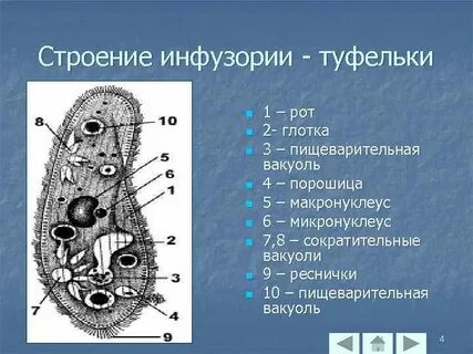 Систематическая группа инфузории
