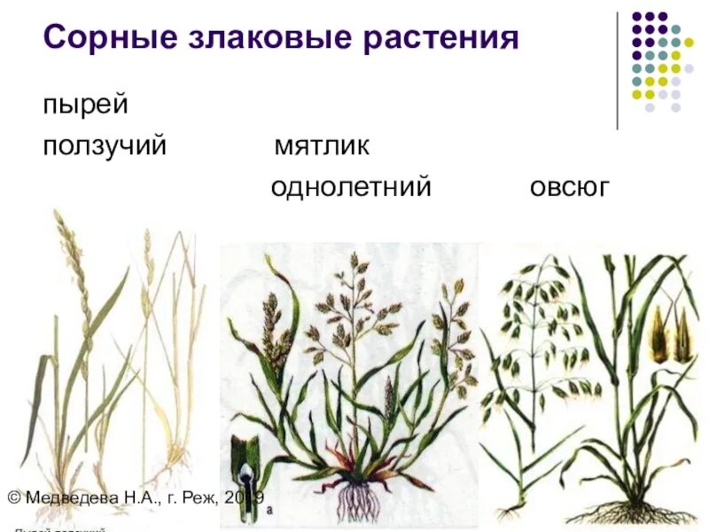 Сорные растения злаковые растений. Однодольные злаковые сорняки. Семейство злаковые Дикие травы. Злаковые луговые растения. Однолетние двудольные сорняки