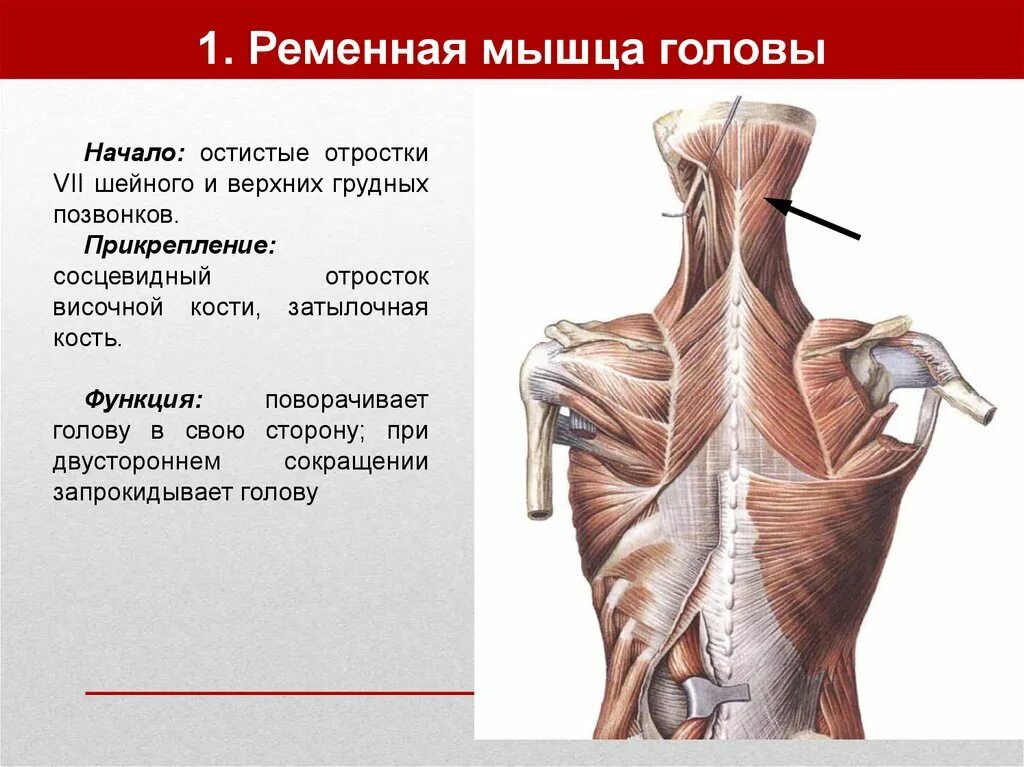 Верхний отдел спины