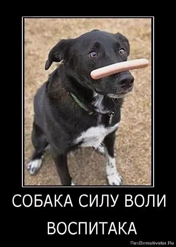 Щенок сила. Щенок сила. Кане корсо злой оскал. Сила собаки. Американский питбультерьер злой.