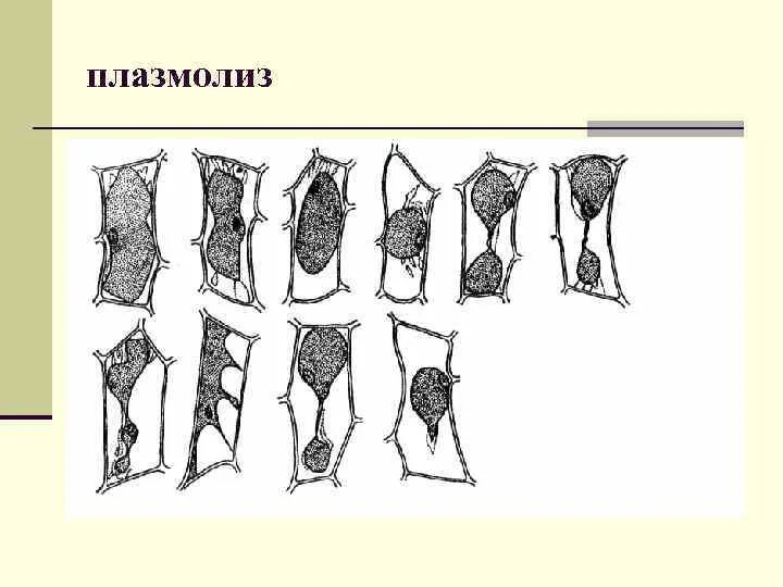 Время плазмолиза. Типы плазмолиза растительной клетки. Плазмолиз и деплазмолиз. Плазмолиз растительной клетки.