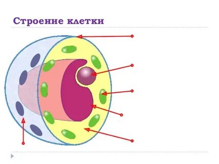 Общий вид клетки