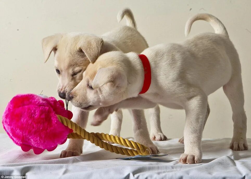 Heartwarming Dog Portraits By 19-Year-Old Polish Photographer Beautiful dogs pho