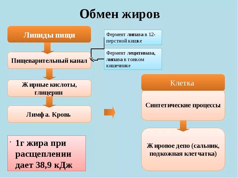 Белки пищи расщепляются в. Обмен жиров схема. Схема обмена веществ жиров. Конечные продукты метаболизма жиров. Как происходит обмен жиров в организме человека биология 8 класс.