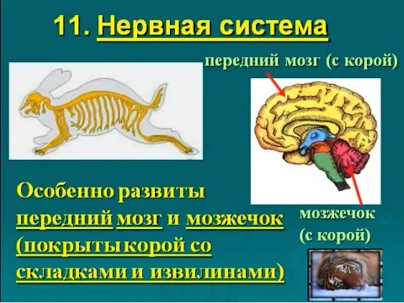 Какой отдел млекопитающих наиболее развит. Нервная система млекопитающих. Нервная система млекопитающих животных. Нервная система млекопитающих передний мозг. Нервная система млекопитающих схема.