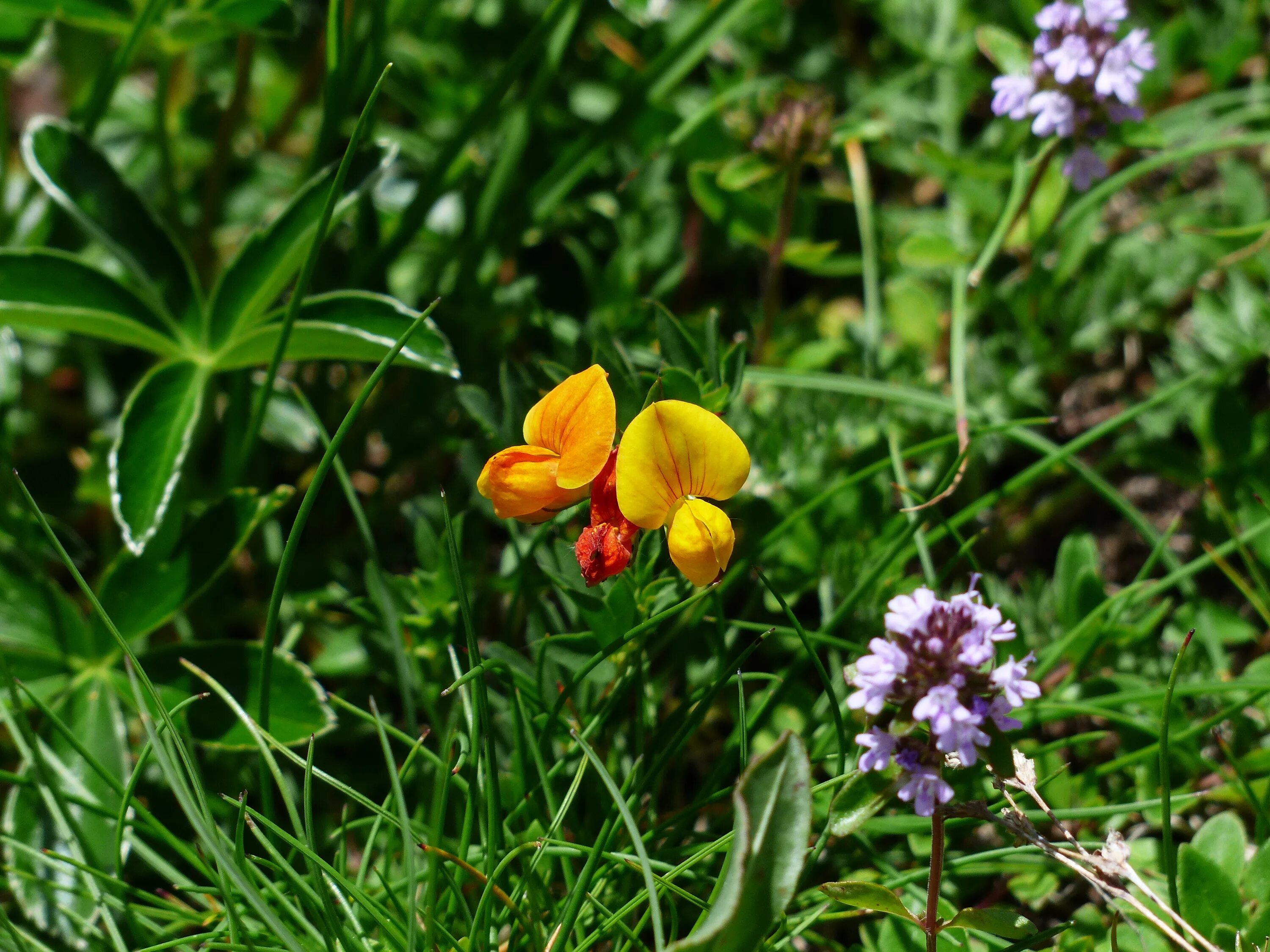 Зацветет трава. Лядвенец рогатый (Lotus corniculatus l.). Клевер Альпийский. Пажитник дикий цветок. Пажитник рогатый.