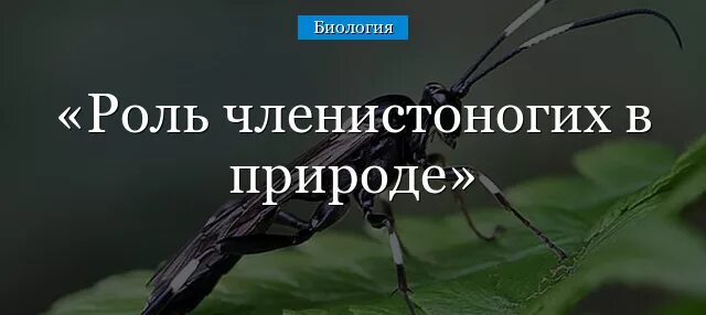 Какого значение членистоногих. Роль членистоногих. членистоногие роль в природе. значение членистоногих в природе и жизни человека. членистоногие значение в природе.