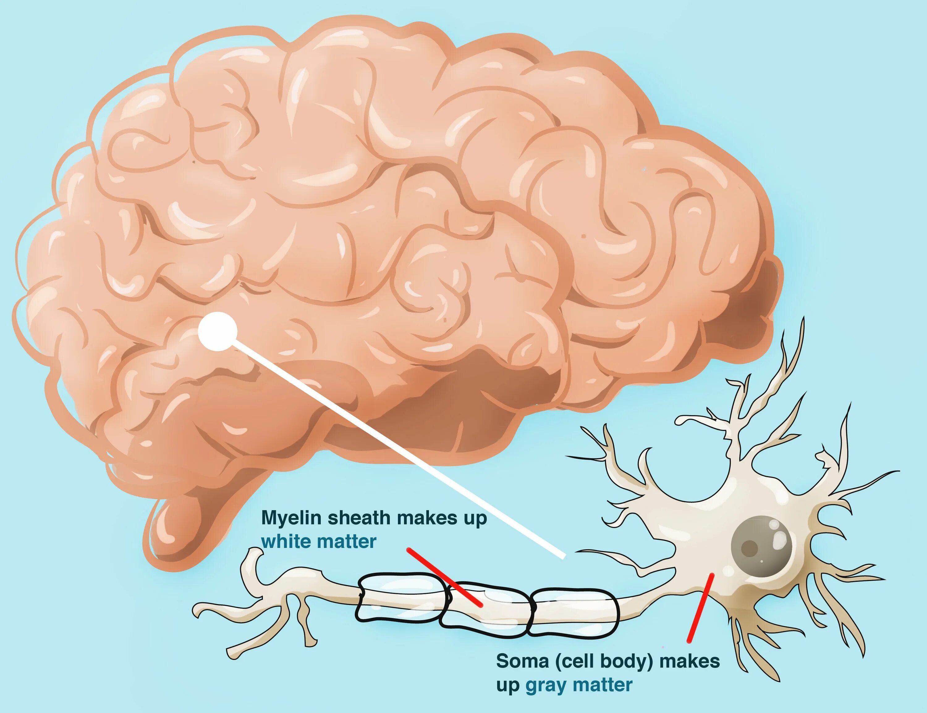 The brain consists of grey and white. Gray matter brain. white matter. white matter gray matter. brain white and gray matter.