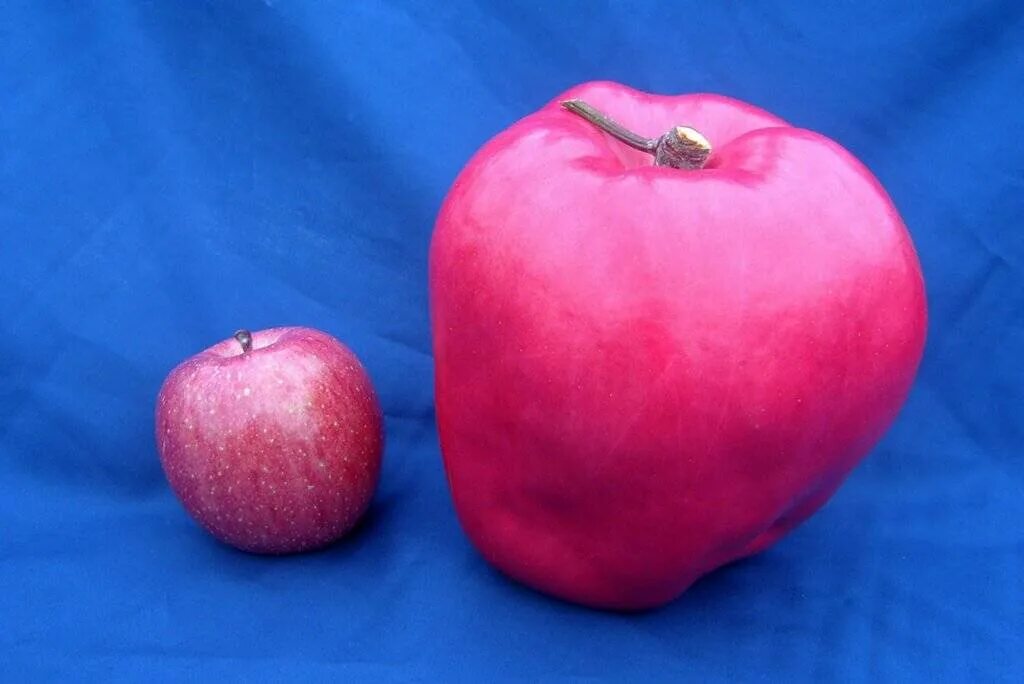 Какой сорт самый сильный. Чисато Ивасаки яблоко. Гигантское яблоко. Большие яблоки. Самые большие яблоки.