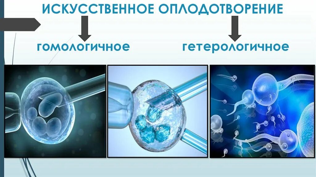 Процесс за которым следует оплодотворение. Гомологичная искусственная инсеминация. Экстракорпоральное оплодотворение. Искусственное (экстракорпоральное) оплодотворение. Искусстсвенноеоплодотворение.