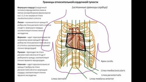 Топография сердца анатомия