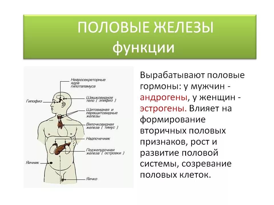 Влияние гормонов на развитие. Железа внутренней секреции гормон функция гормона. Половые железы гормоны и их функции. Гормоны влияющие на функцию половых желез. Половые железы строение функции гормоны.