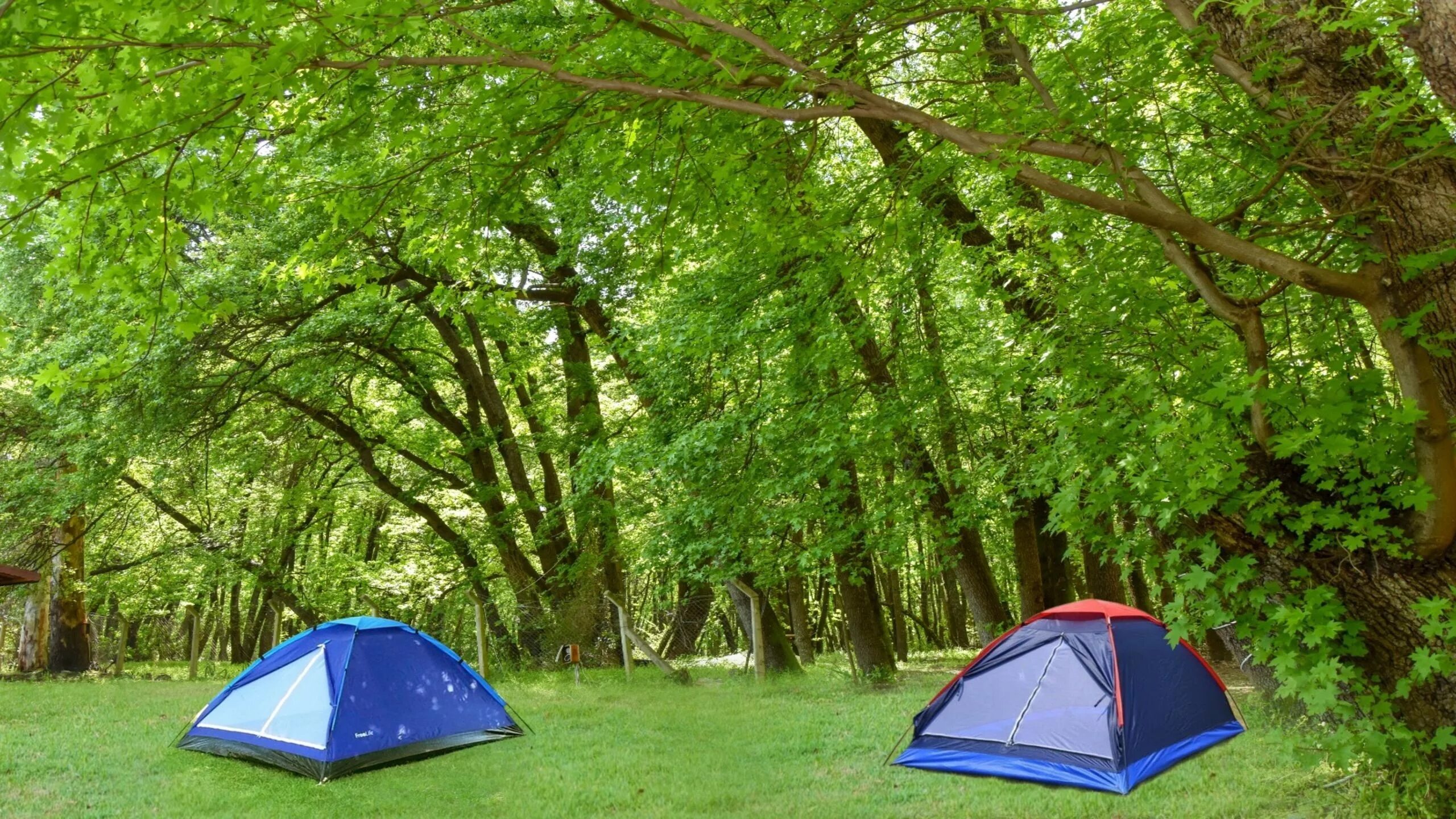 Www camp. Кемпинг красные кусты. Кемпинг обои. Korsan Camping. Camping area Design.