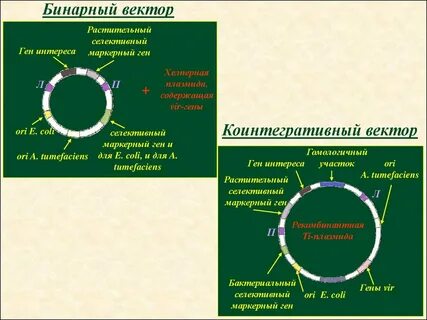 Бинарный вектор