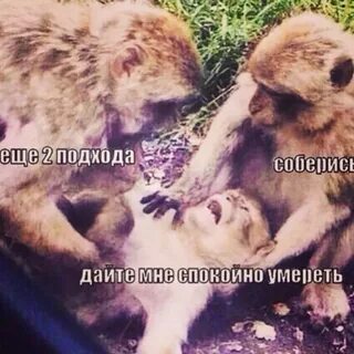Спокойно данный