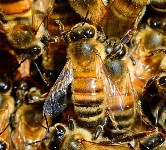 Различия пчел. Бакфаст порода пчел. Карника порода пчел. Пчелы Бакфаст и Карника. Пчелы Карника Бакфаст Карпатка.