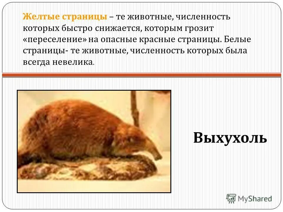 Презентация урока 3 класс охрана животных. Животные численность которых всегда была невелика. охрана животных презентация. доклад на тему охрана животных. белые страницы животные численность которых всегда была невелика.