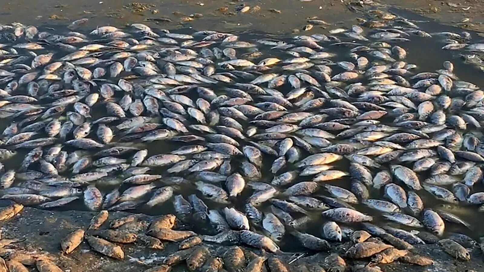 Мертвые водоемы. Гибель рыбы на водохранилище в Калмыкии. Замор рыбы на Битюге 2024. Мор рыбы. Массовый мор рыбы.
