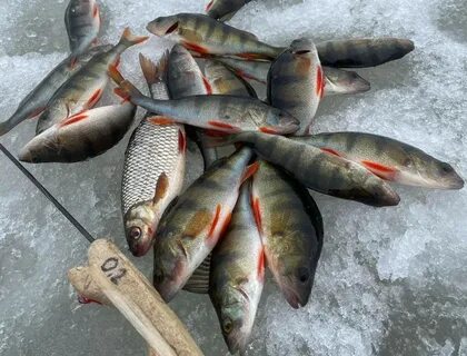 10 самых вкусных рыб в мире