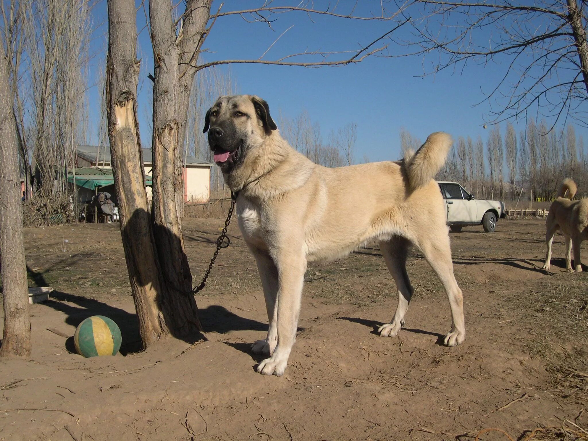 Anatolian at work Kangal dog, Livestock guardian dog, Livestock guardian